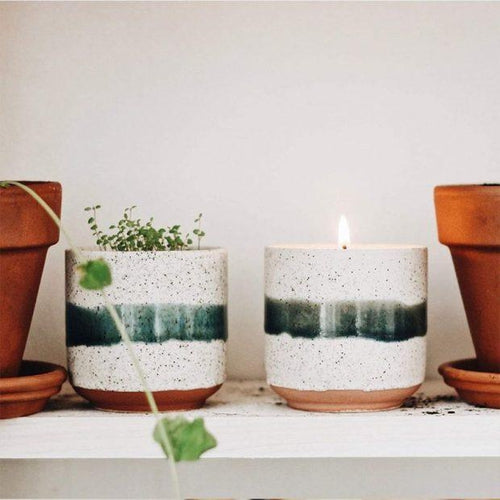 Plant some seeds to celebrate the Spring Equinox - West London Living