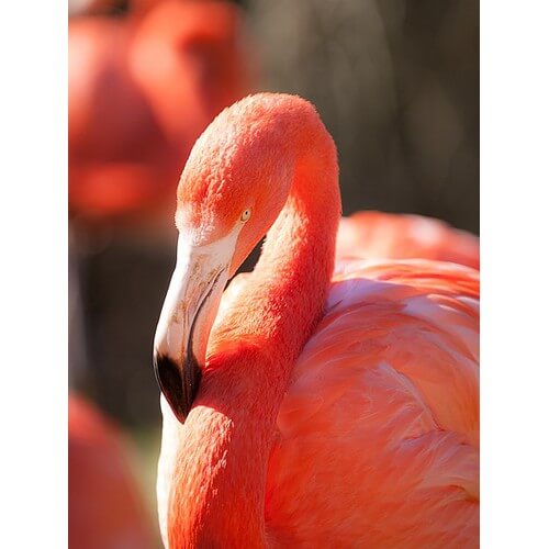 Have you ever wondered what gives flamingos their distinctive and vibrant pink hue?