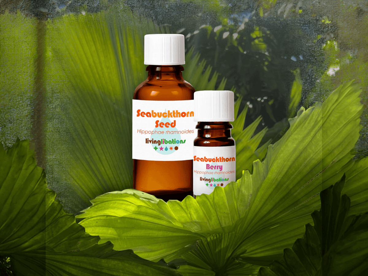 bottles of seabuckthorn seed and berry oils on green leaves, illustrating easy essential oil usage.