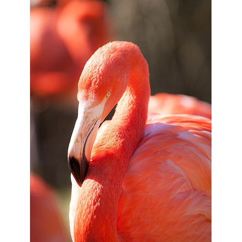 Have you ever wondered what gives flamingos their distinctive and vibrant pink hue?