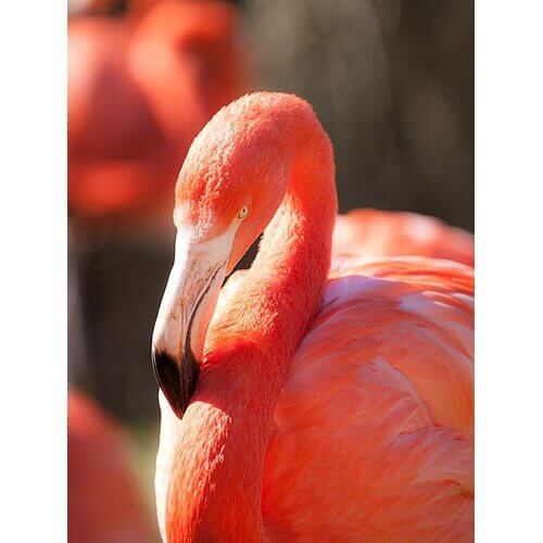 Have you ever wondered what gives flamingos their distinctive and vibrant pink hue?