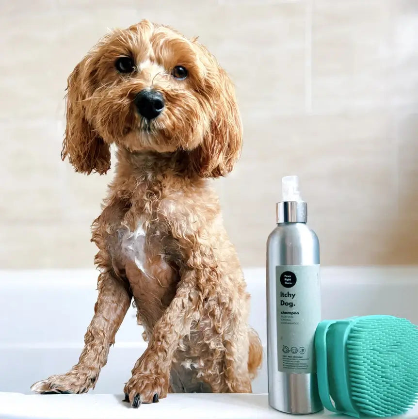 Dog Shampoo Brush – Paws Right There | Bath & Grooming Tool