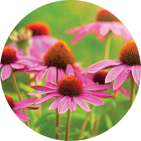 Echinacea - Ginger + Orange - Living Libations