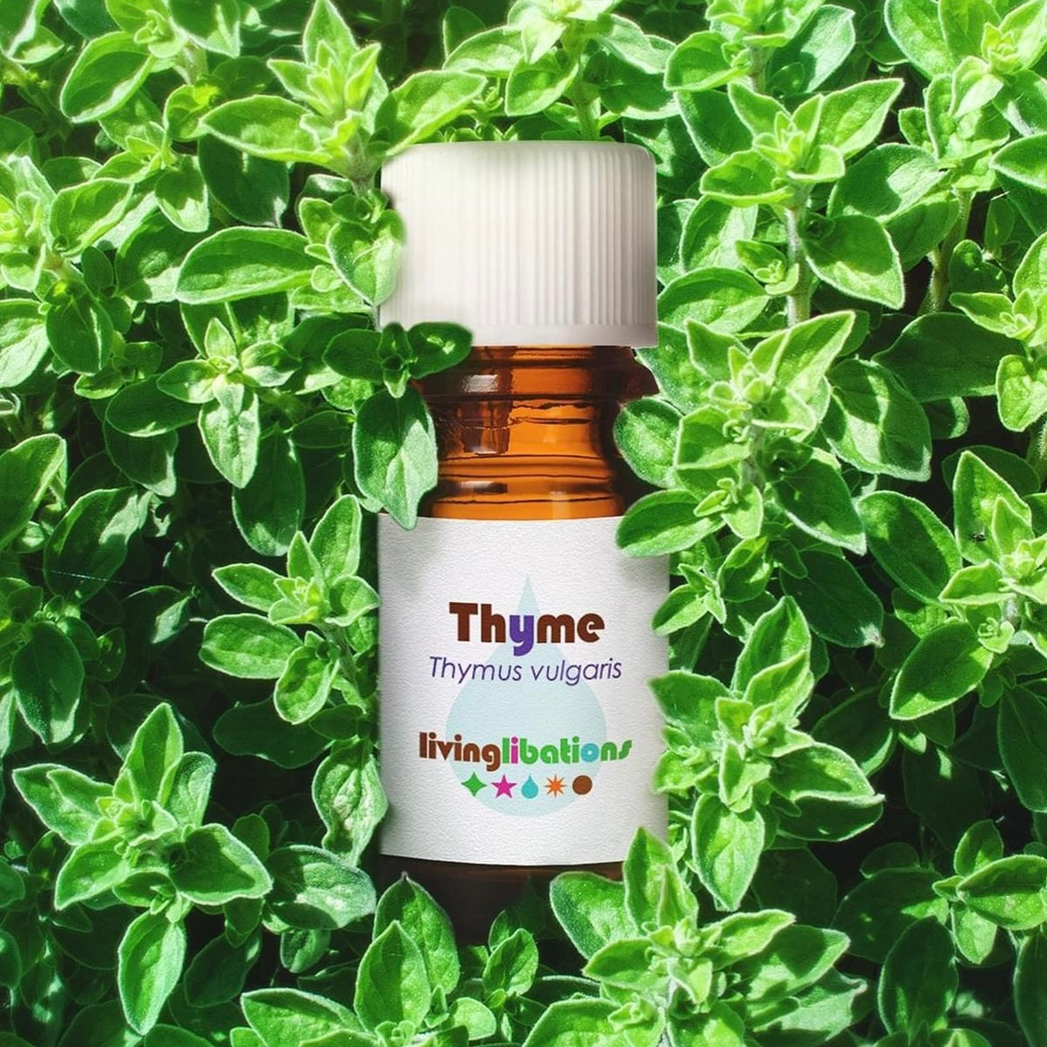 Thyme Essential Oil - Living Libations