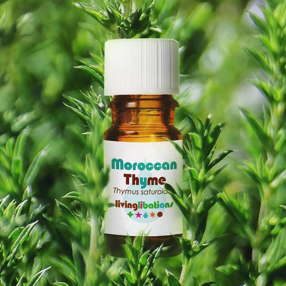 Moroccan Thyme Essential Oil - Living Libations