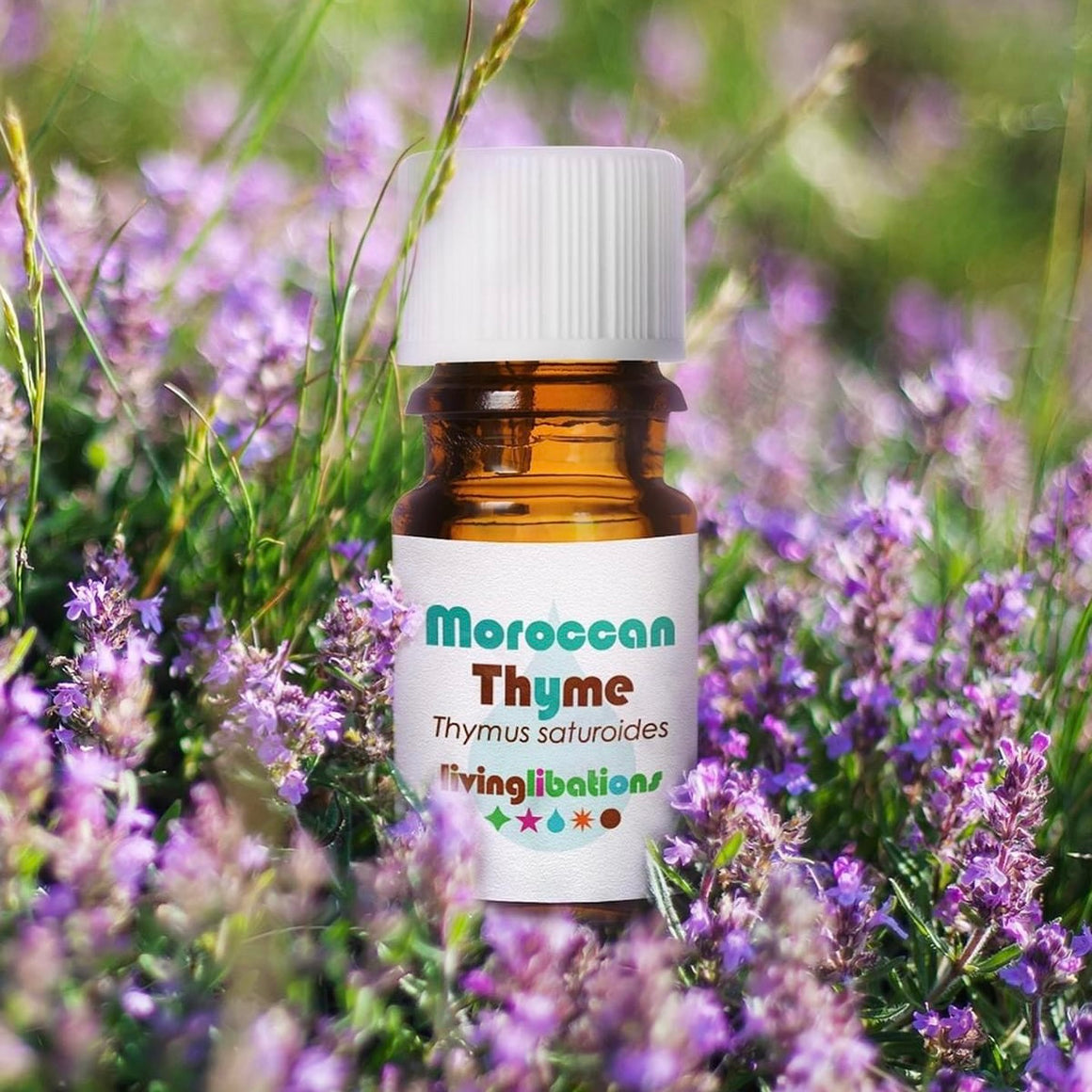 Moroccan Thyme Essential Oil - Living Libations