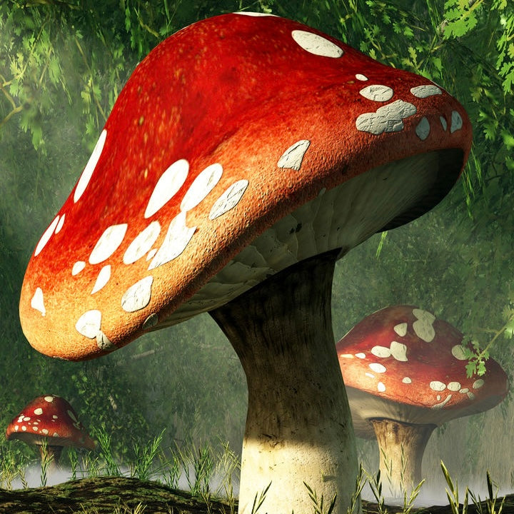 Mystical Mushroom - Enhanced 100% Pure Organic Ceremonial Cacao 1oz