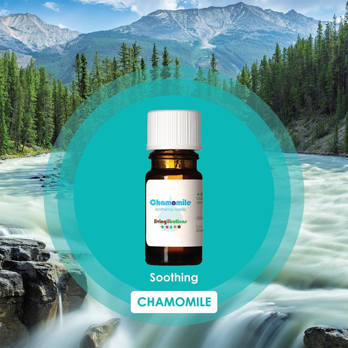 Chamomile Essential Oil - Living Libations