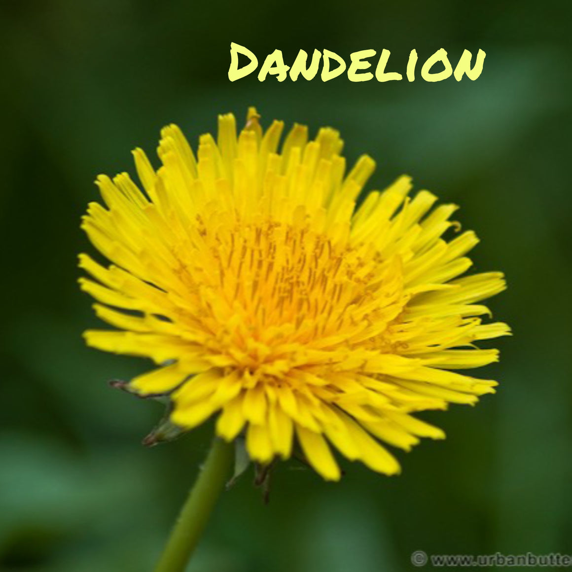 Trickster Teachers - Dandelion