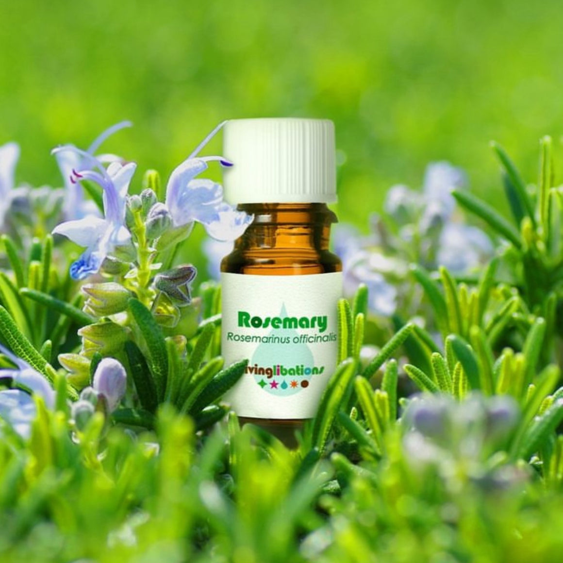 Rosemary Essential Oil - Living Libations