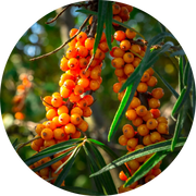 Seabuckthorn Seed Carrier Oil - Living Libations