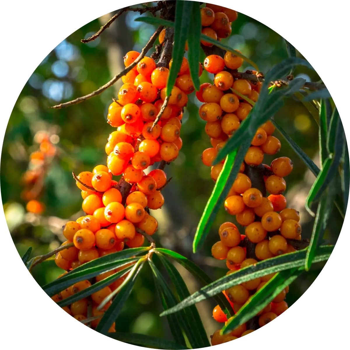 Seabuckthorn Seed Carrier Oil - Living Libations