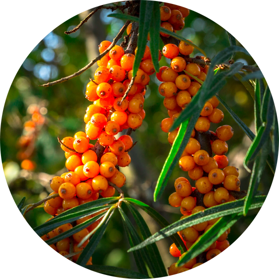 Seabuckthorn Carrier Oil - Living Libations