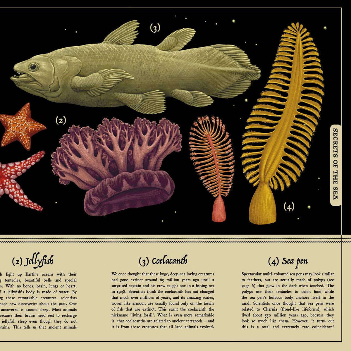 Illustrations of various sea creatures with text on a black background