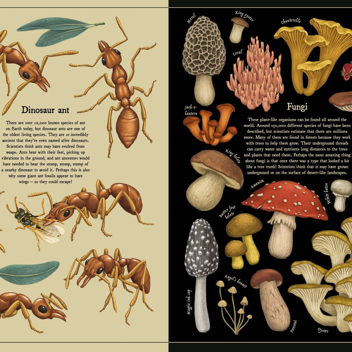 Illustrations of ants on one side and fungi on the other, with text labels.