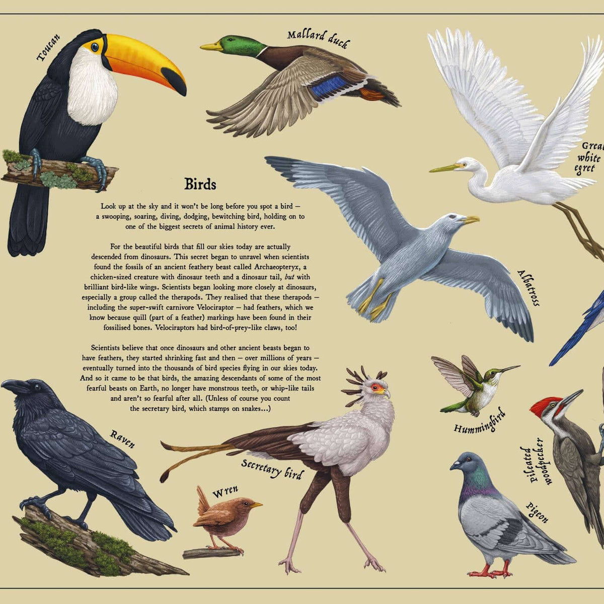 Illustration of various birds with labels on a beige background