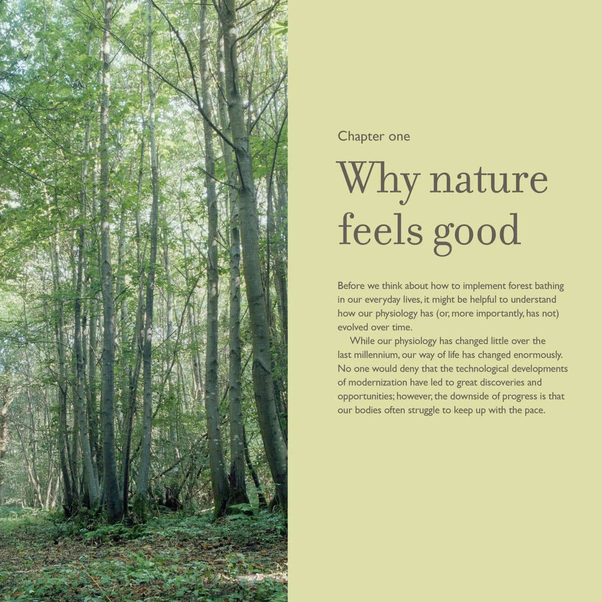 Lush forest scene illustrating the benefits of nature; highlights the Power of Trees in promoting well-being.