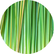 Vetiver Essential Oil - Living Libations