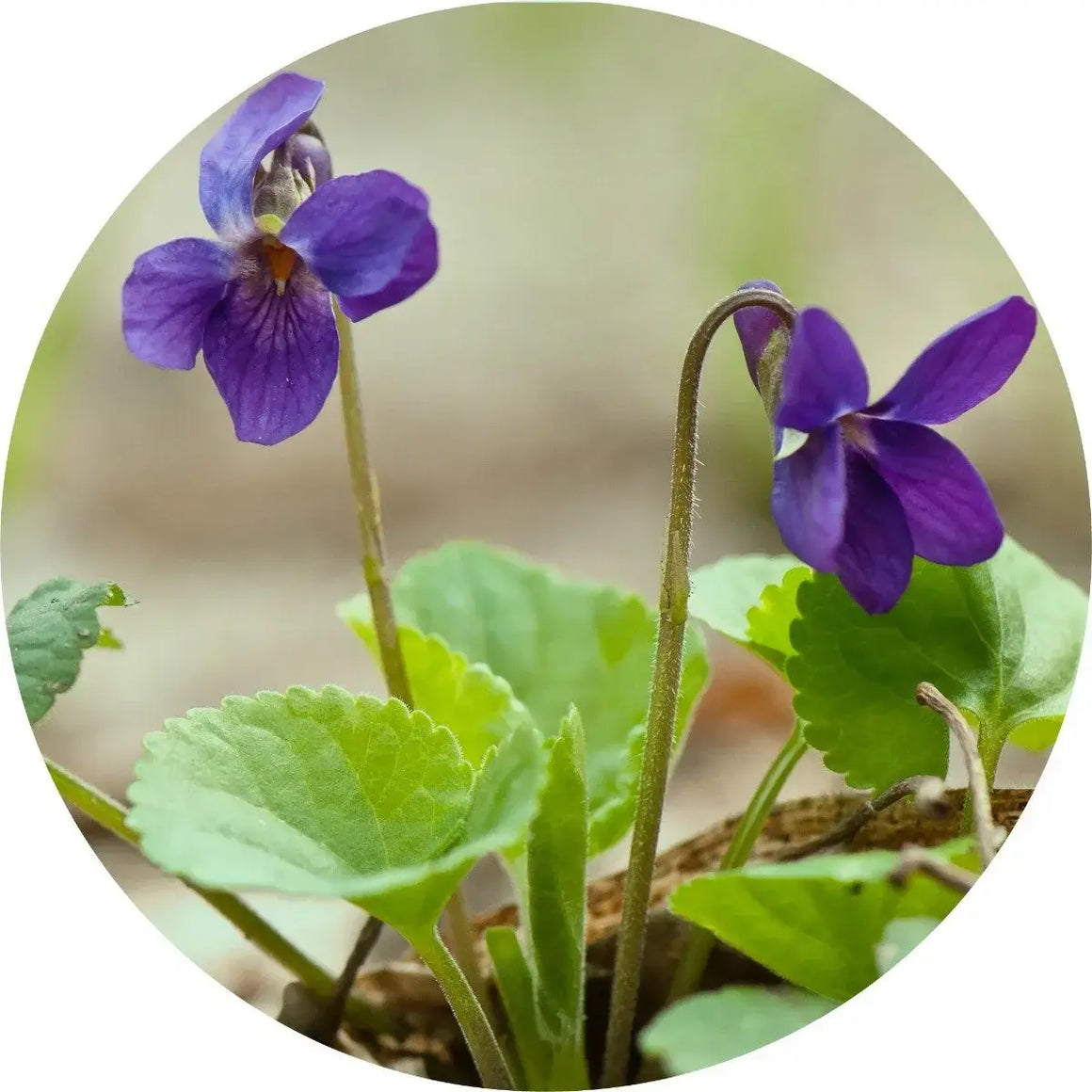 Violet Leaf Absolute - Living Libations