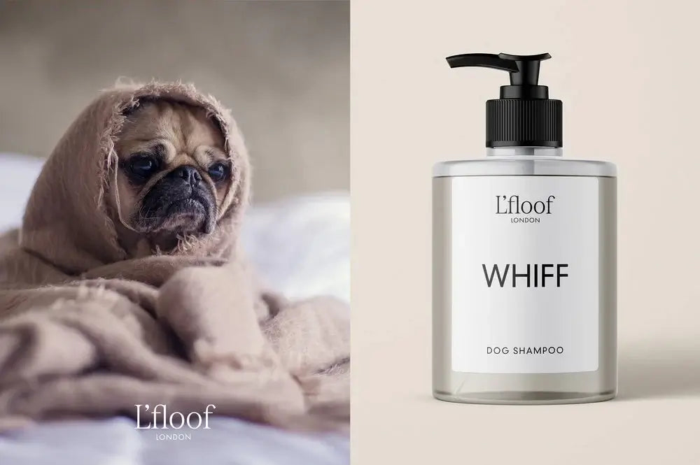 WHIFF | Natural Sweet Orange Oil Dog Shampoo 500ML