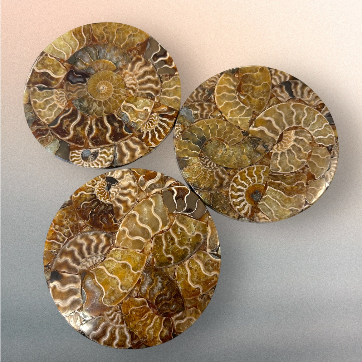 Polished Ammonite Coasters - Ethically Sourced