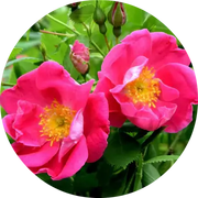 Apothecary Rose Absolute - Living Libations