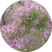 Australian Heather Essential Oil - Living Libations