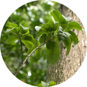 Balsam Peru Essential Oil - Living Libations