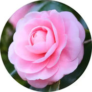 Camellia Carrier Oil - Living Libations