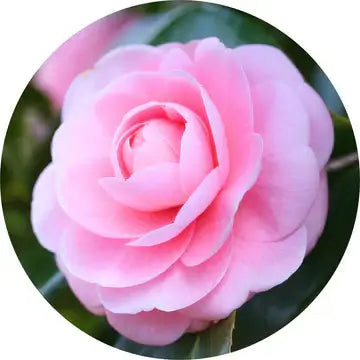 Camellia Carrier Oil - Living Libations