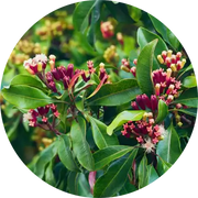 Clove Bud Essential Oil - Living Libations