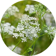 Cumin Essential Oil - Living Libations
