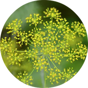 Dill Essential Oil - Living Libations