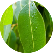 Eucalyptus Essential Oil - Living Libations