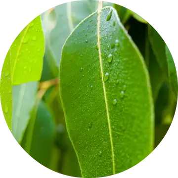 Eucalyptus Essential Oil - Living Libations