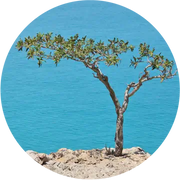 Frankincense, Carterri Essential Oil - Living Libations
