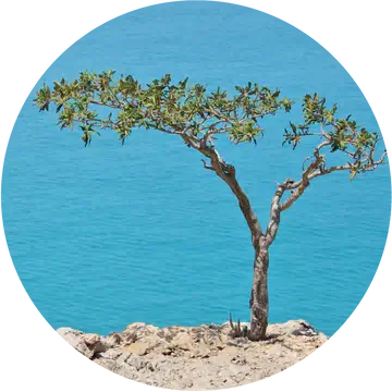 Frankincense, Carterri Essential Oil - Living Libations