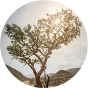 Frankincense Sacred Sacra Essential Oil - Living Libations
