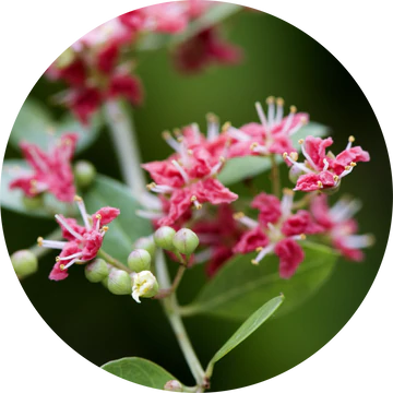 Henna Attar Gulhina Essential Oil - Living Libations