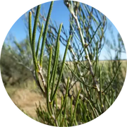 Honey Myrtle Essential Oil - Living Libations