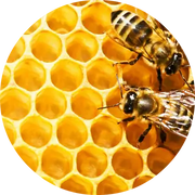 Honeycomb Absolute - Living Libations