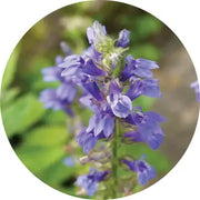 Hyssop Essential Oil - Living Libations