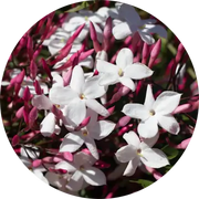 Jasmine Attar Motia Essential Oil - Living Libations