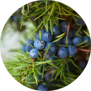 Juniper Berry Essential Oil - Living Libations