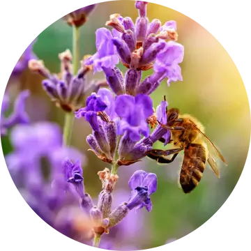 Lavender French Fine Essential Oil - Living Libations