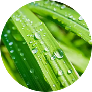 Lemongrass Essential Oil - Living Libations