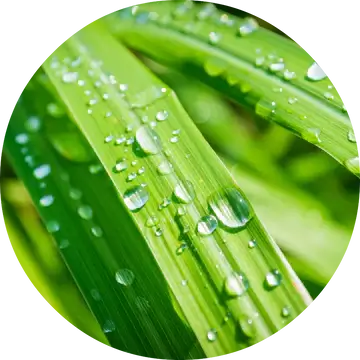 Lemongrass Essential Oil - Living Libations