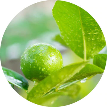 Limetta Essential Oil - Living Libations