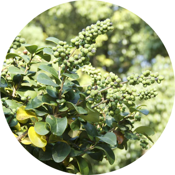 Opopanax Essential Oil - Living Libations