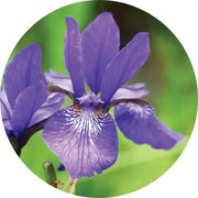 Orris Root Essential Oil